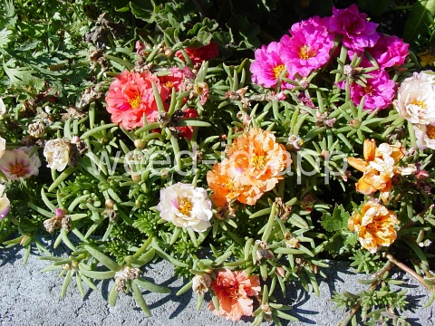 mossrose